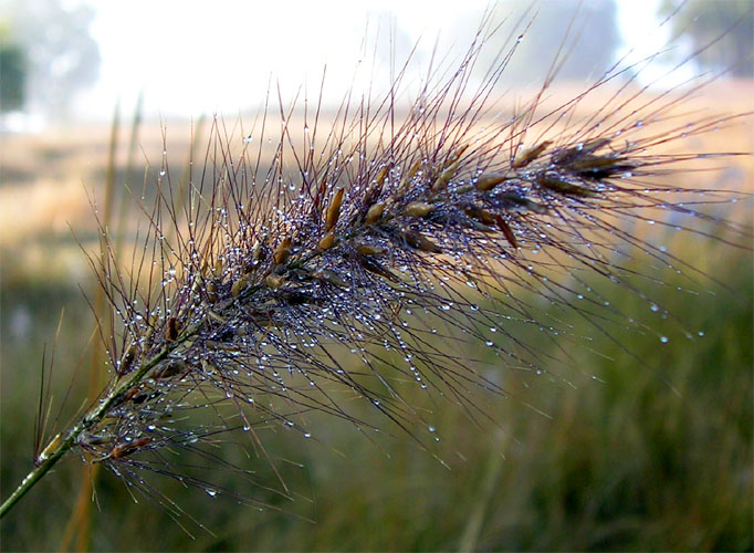 20040427-016-grass-3.jpg