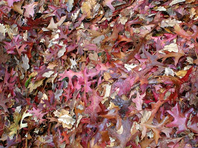 20040430-007-leaves.jpg