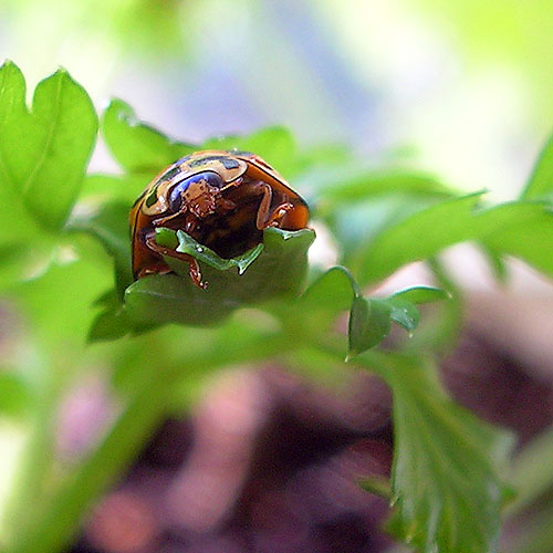 20040515-059-ladybird.jpg