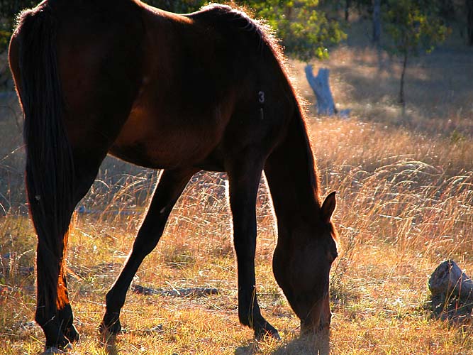 Just grazing