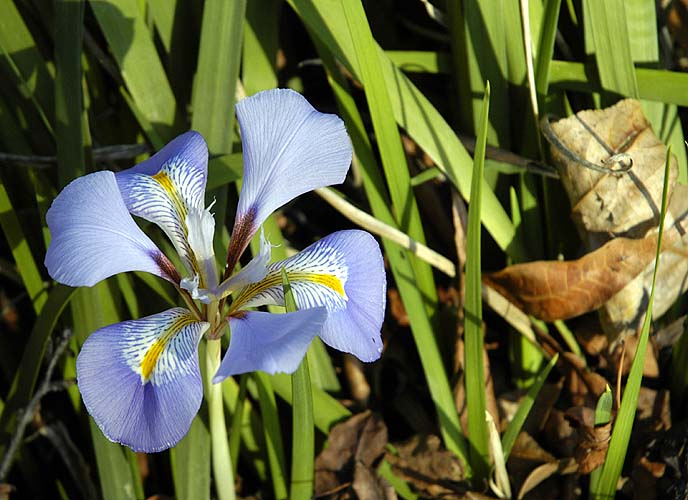 Winter Iris
