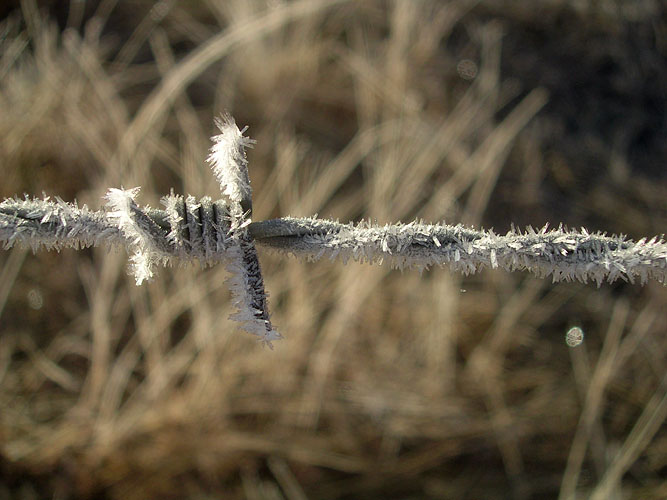 Barbed frost