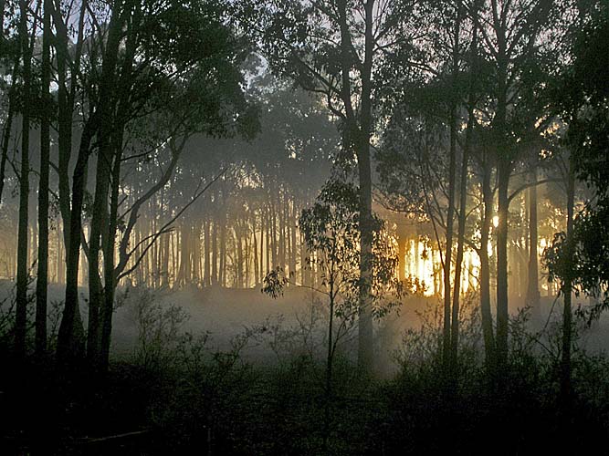 Morning glow