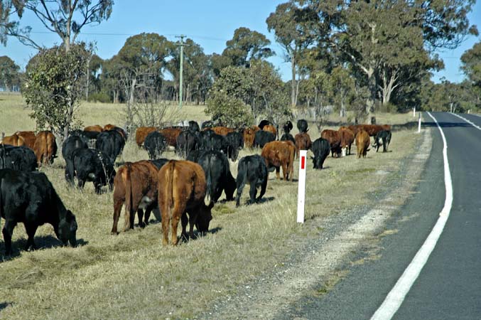 Cattle grazing along the side of the road