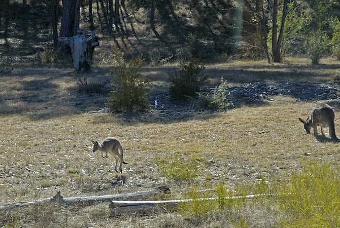 Joey wanders off from mum