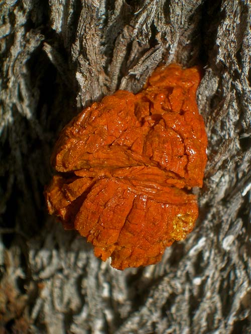 Resin oozes from a tree