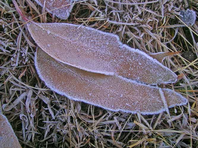 Leaves with frost