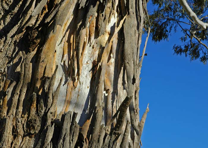 Bark flaking from a gum tree