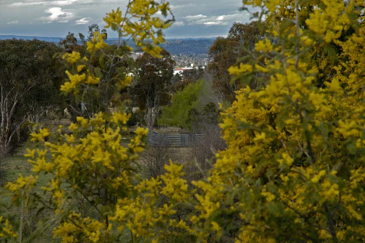 Armidale glimpsed through the trees