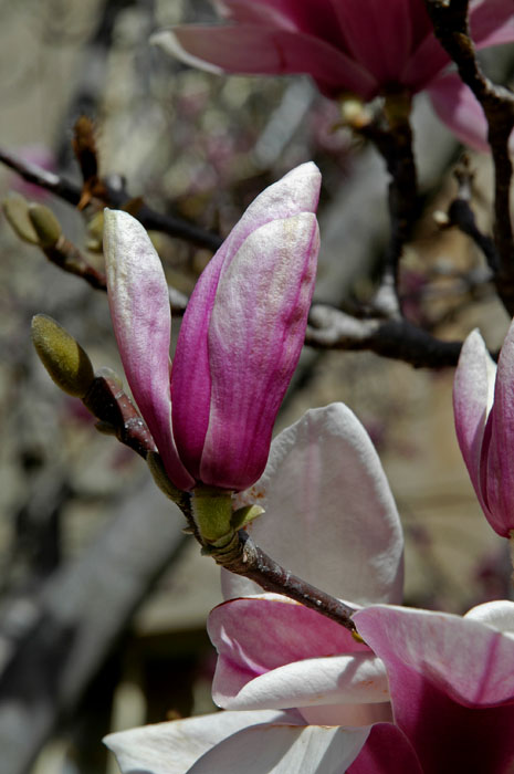 Detail of magnolia flower