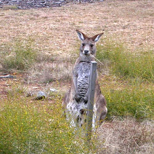 Mother roo and joey in pouch