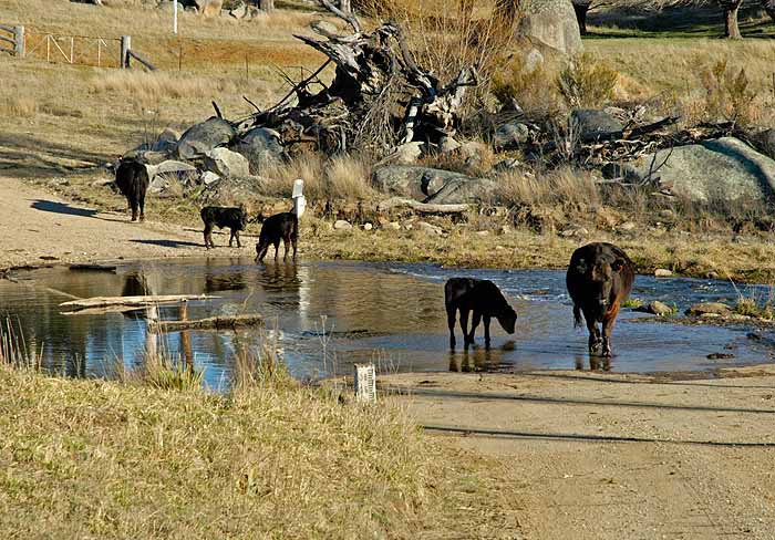 Cattle on the road (at the river crossing)