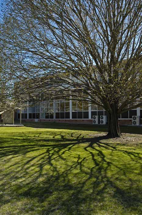 Tree plus shadow on lawn
