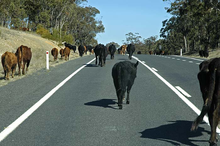Cattle on the road 1