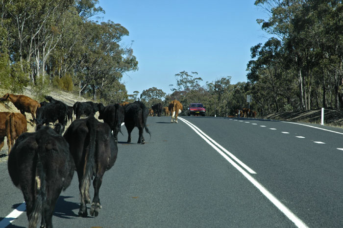 Cattle on the road 2