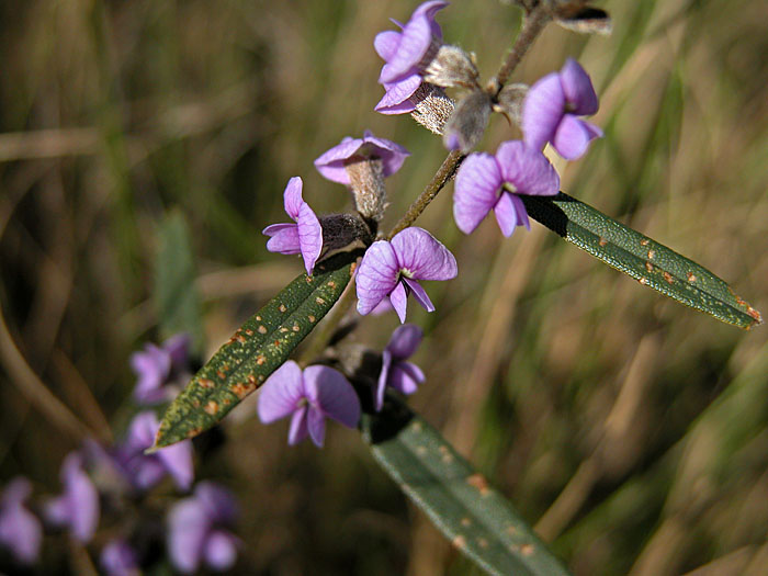 Pea (hovea longifolia) in flower