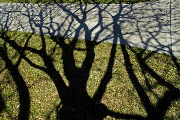 Shadow 3