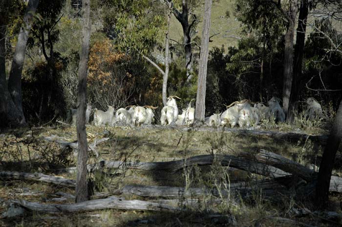 Feral goats on the run