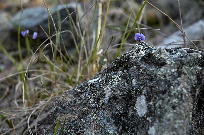 Lone pea flower peeping over rock