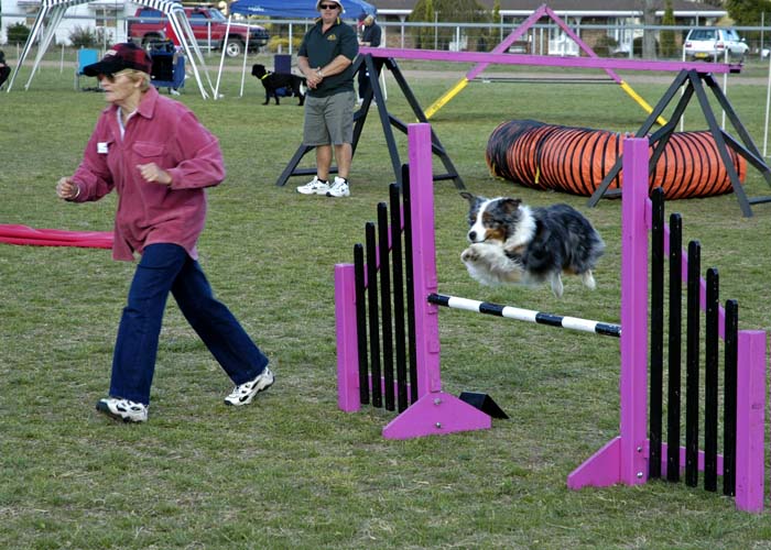 At the dog agility trials