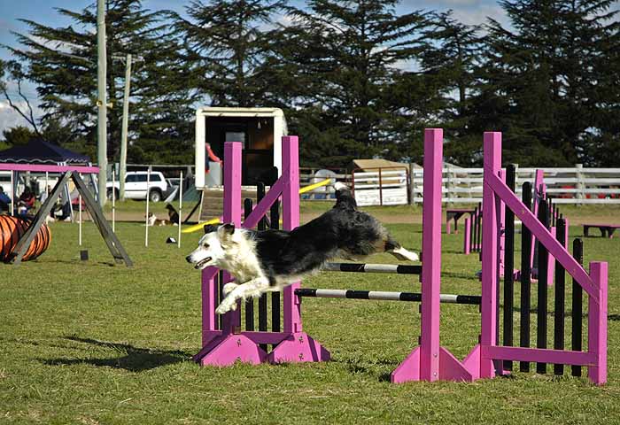 At the dog agility trials