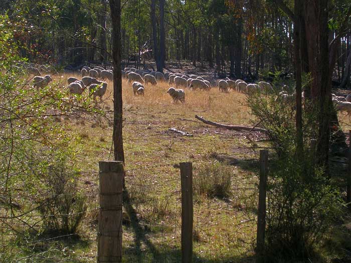Sheep next door