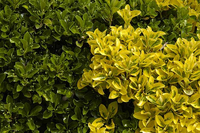 Green and yellow (variegated) bush