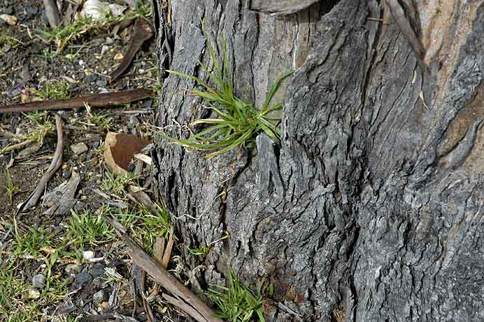 Grass roots (growing from tree bark)