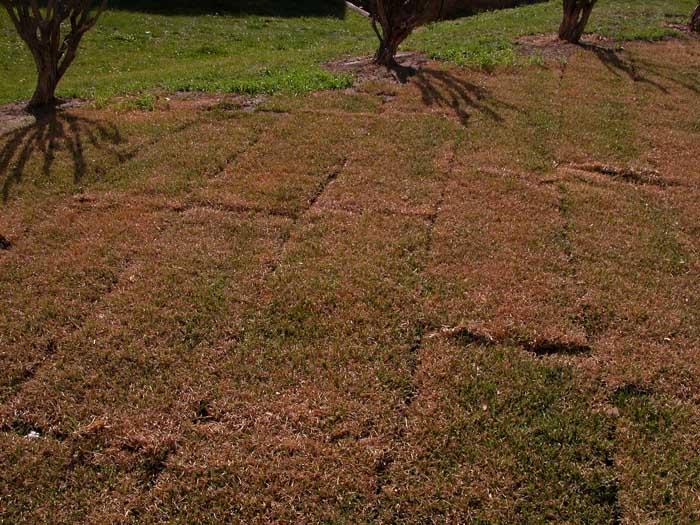New turf drying out; too dry?
