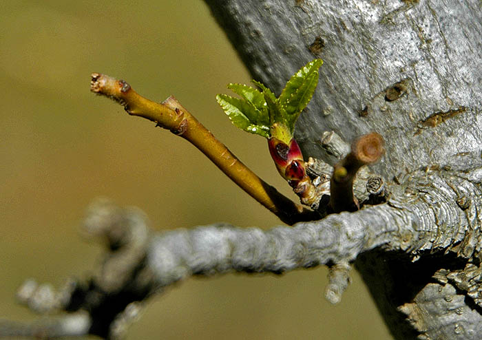 Spring shoots