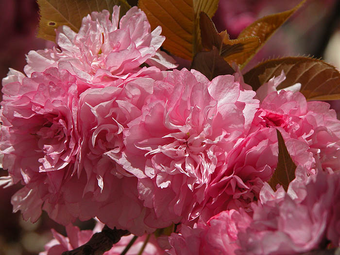 Blossom - detail