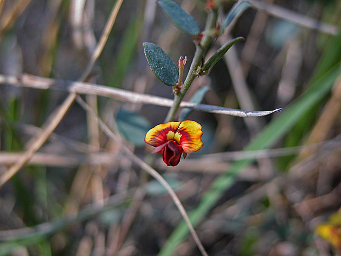 Pea flower
