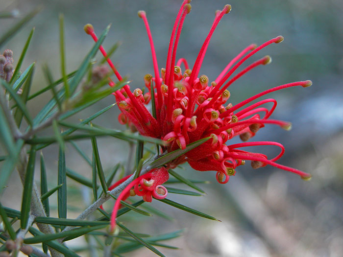 Grevillea