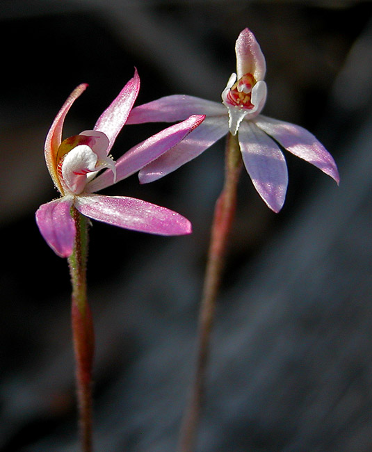 Caladenia