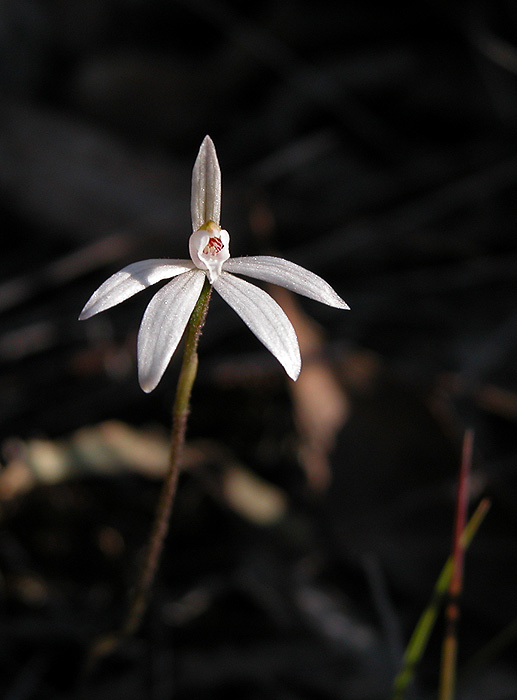 Caladenia