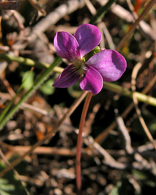 Violet