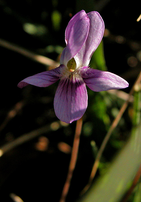 Violet