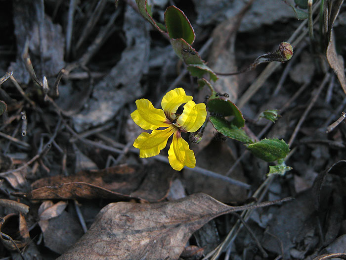 Goodenia