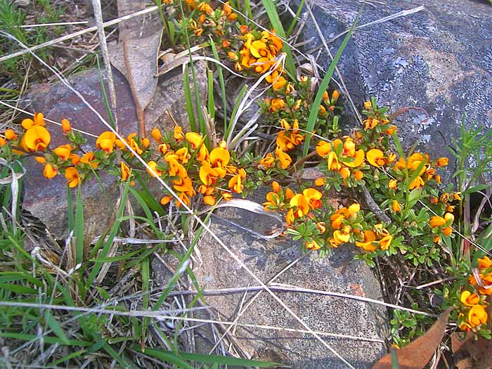 Another member of the pea family, Fabaceae.