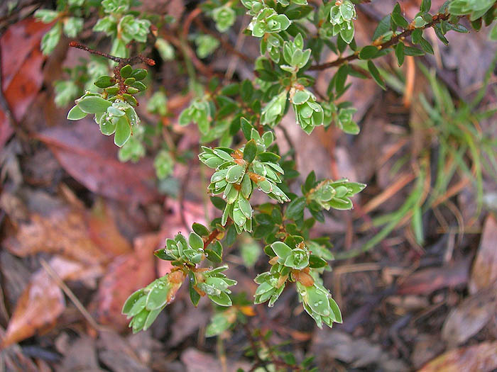 Green tips on shrub
