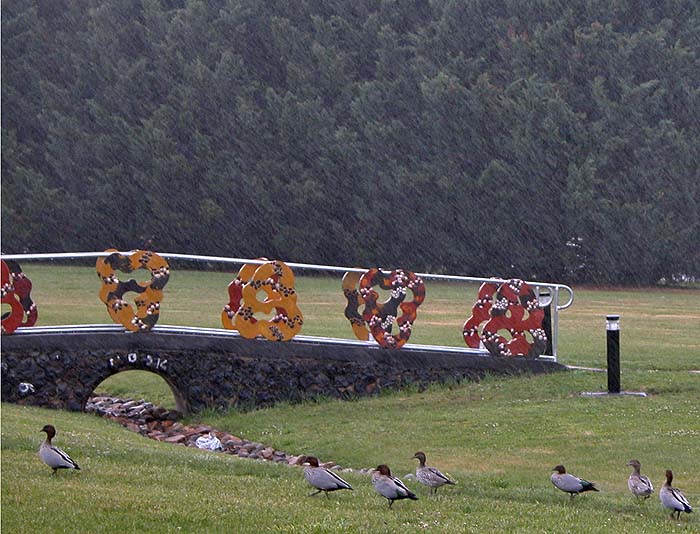 Rain and ducks