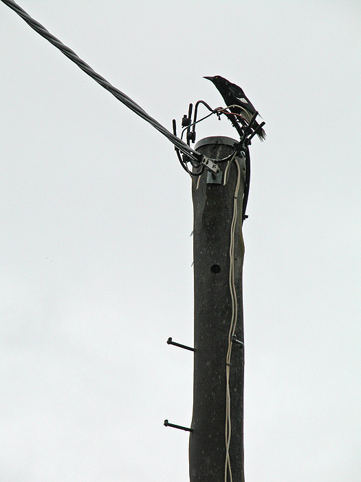 Magpie on power pole