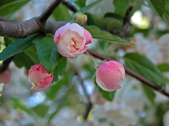 Street tree blossom