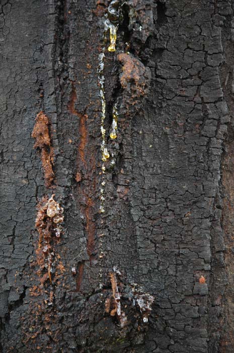 Black wattle bark