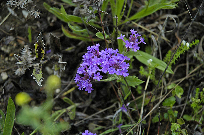 Creekside flower (or weed)