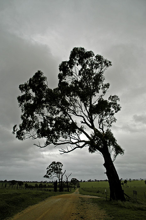 Large old tree leans over the road