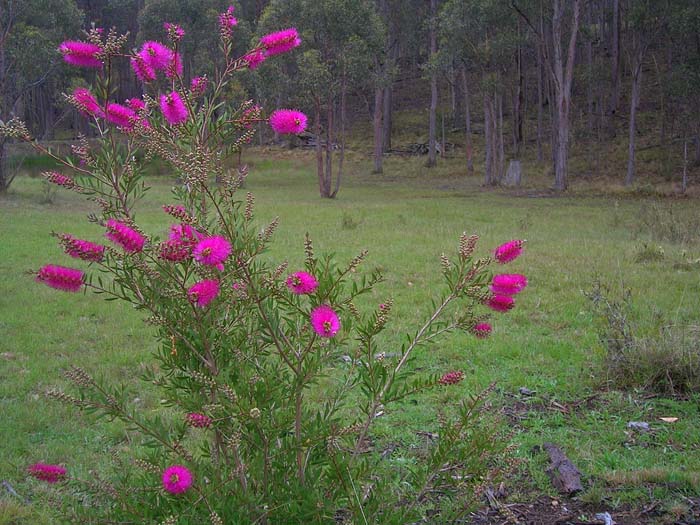 Callistemon (bottlebrush in flower)