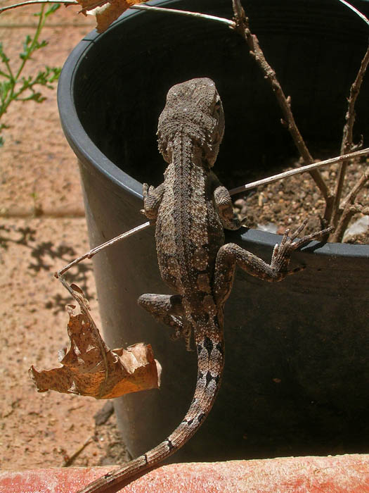 Lizard climbing into flower pot