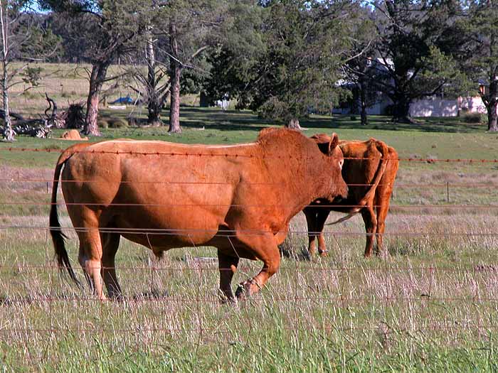 Bull in paddock