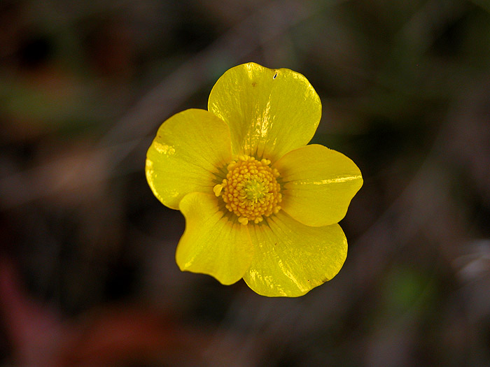 Guinea flower (perhaps)